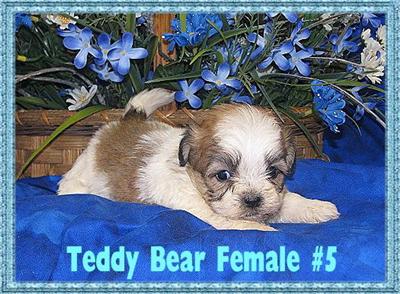 Puppies in KY